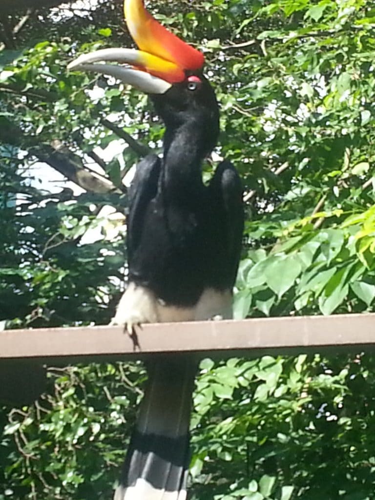 Hornbill at Lunch KL